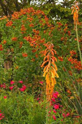 18 long flowering plants that bloom from summer until the first frost - themiddlesizedgarden.co.uk - Japan - county Garden - county Kent - county Park