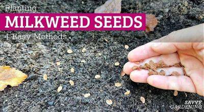 Planting Milkweed Seeds: 4 Easy Methods for Success - savvygardening.com - Usa