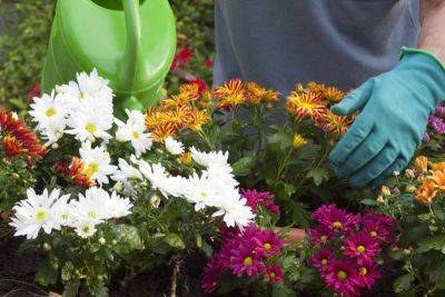 How Often To Water Mums To Keep Them Blooming All Season Long - southernliving.com - county Garden