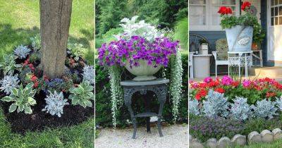 20 Dusty Miller Garden Ideas for Landscaping - balconygardenweb.com