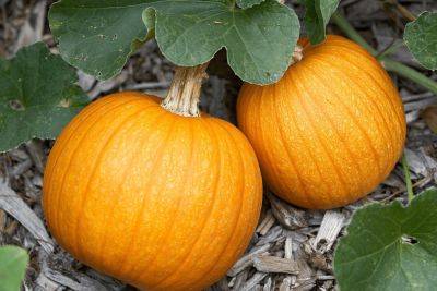 Martha Stewart’s Secret to Keeping Pumpkin Patches Tidy - bhg.com