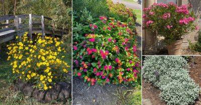 12 Best Plants For Extreme Heat Garden - balconygardenweb.com - state South Carolina