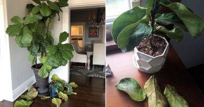 Why Your Fiddle Leaf Fig May Drop Leaves in Fall and How to fix It - balconygardenweb.com