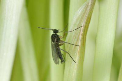 How To Get Rid Of Fungus Gnats Immediately - southernliving.com