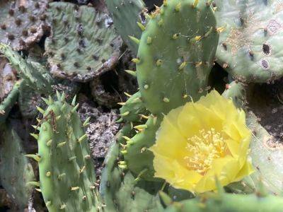 Opuntia and other intriguing native-plant stories, with jared rosenbaum - awaytogarden.com - state New Jersey