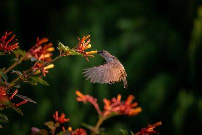 This Easy-Growing Plant Is The Best Trick For Luring Hummingbirds To Your Yard - southernliving.com - state Florida