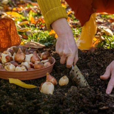 How to Plant Spring Bulbs - gardencentreguide.co.uk