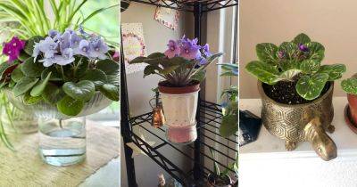 14 Best DIY Pots For African Violets - balconygardenweb.com