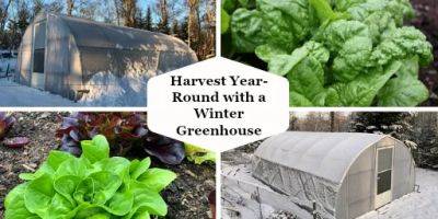 A Winter Greenhouse: How to Harvest Vegetables All Winter - savvygardening.com