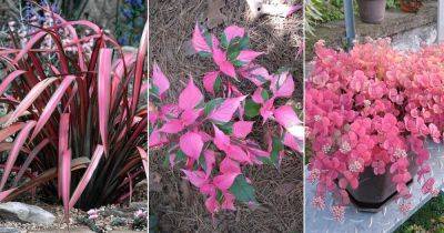 14 Pink Leaf Outdoor Plants for Year-Round Color - balconygardenweb.com - New Zealand