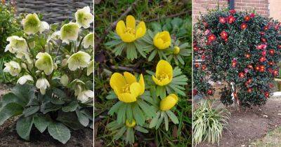 13 Beautiful Flowers that Bloom from Fall to Winter - balconygardenweb.com