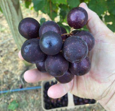 SC Fruit and Vegetable Field Report – September 16, 2024 - hgic.clemson.edu