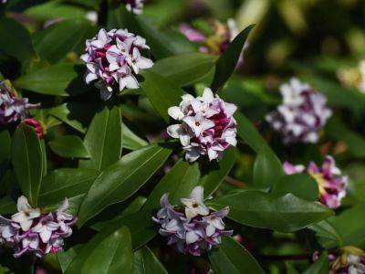 Winter daphne shrub needs the right site, well-drained soil - theprovince.com