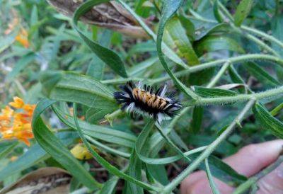 Question of the Week – Milkweed Tussock Moth Caterpillar - hgic.clemson.edu