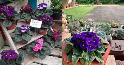 Can African Violets Grow Outside in Garden? - balconygardenweb.com - county Garden