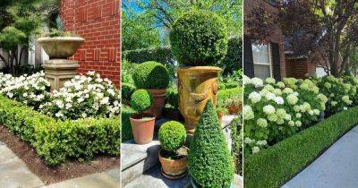 21 Boxwood Landscaping Ideas for Curb Appeal - balconygardenweb.com