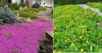 10 Ground Covers that Bloom in Shade - balconygardenweb.com - Usa