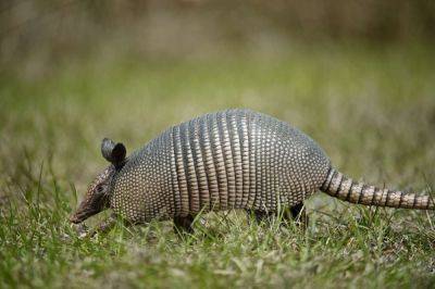 How To Get Rid Of Armadillos So They Won't Destroy Your Yard - southernliving.com - state Missouri - state Texas - state Illinois - state Alabama