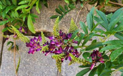 Evergreen Wisteria - hgic.clemson.edu - China - Japan - county Garden - city Atlanta