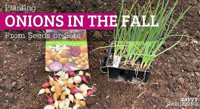 Planting onions in the fall from seeds or sets - savvygardening.com - state New Hampshire - county White