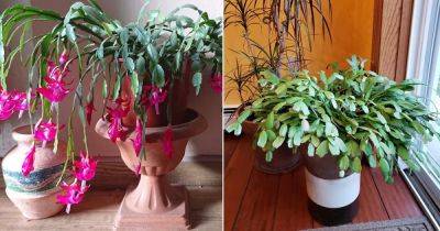 5 Things to Do with Christmas Cactus in September for More Blooms - balconygardenweb.com