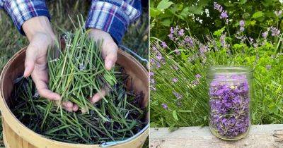 8 Best Lavender Leaves Uses You Didn't Know - balconygardenweb.com - Britain - France - Spain