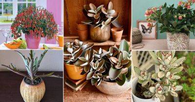 39 Beautiful Kalanchoe Types & Varieties You Should Grow - balconygardenweb.com