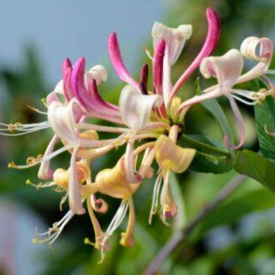 The Top 7 Fragrant Garden Plants - gardencentreguide.co.uk