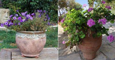 Biggest Reason Why Your Container Plants Never Bloom - balconygardenweb.com