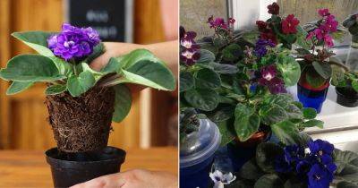 Force African Violet to Bloom Year Round: 10 Secret Tricks - balconygardenweb.com