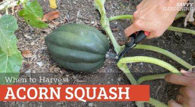 When to Harvest Acorn Squash - savvygardening.com