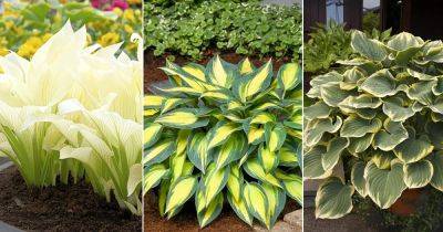 29 Best Variegated Hosta Varieties - balconygardenweb.com