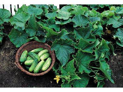 Tips for growing the most delicious cucumbers - theprovince.com