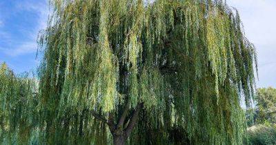 How to Identify and Manage Willow Galls - gardenerspath.com