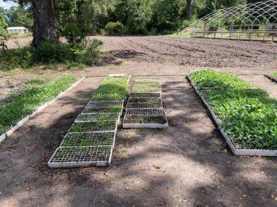 SC Fruit and Vegetable Field Report- September 3, 2024 - hgic.clemson.edu