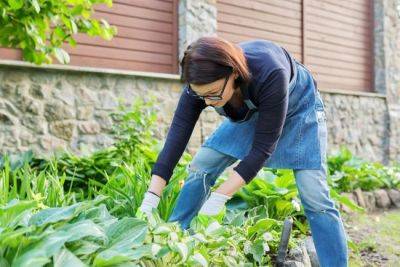 Autumn Garden Tidy Up - gardenadvice.co.uk