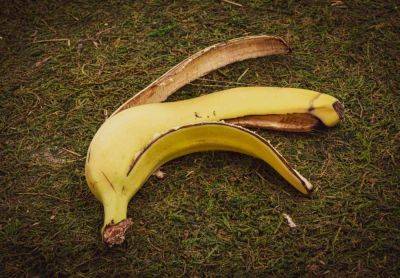 Should You Use Banana Peels In The Garden? Experts Weigh In - southernliving.com - county Garden