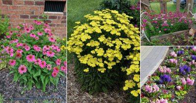 21 Best Short Lived Perennials for Continuous Flowers - balconygardenweb.com