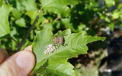 Question of the Week – Brown Marmorated Stink Bug - hgic.clemson.edu - state South Carolina