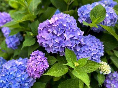 When To Transplant Hydrangeas, According To Garden Experts - southernliving.com