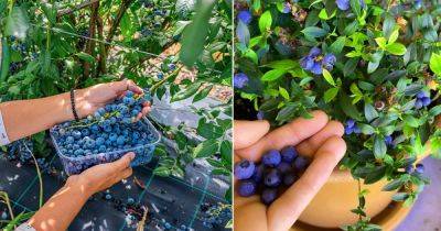 8 Tricks to Double Your Blueberry Harvest - balconygardenweb.com - Usa