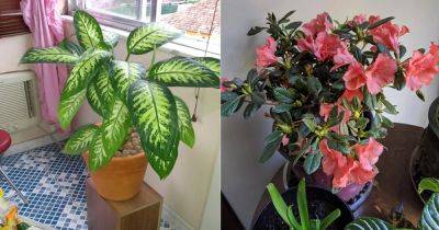 6 Toxic Houseplants You Can’t Resist Growing - balconygardenweb.com