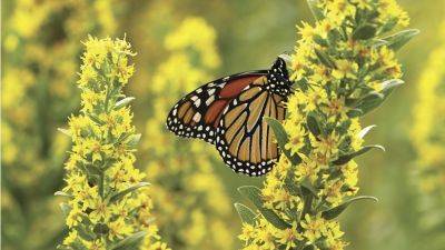 How to Establish a Monarch Waystation in Your Garden - gardengatemagazine.com - Usa