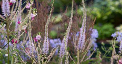 How to Grow Veronicastrum - gardenersworld.com