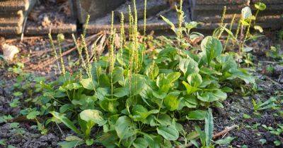 Dealing with Weeds: Plantain Weed - gardenersworld.com