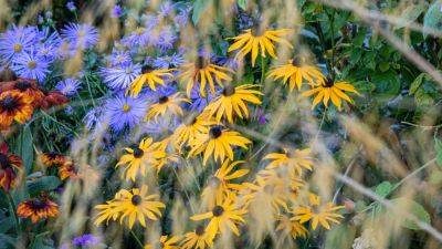 These flowers are the stars of the traditional cottage garden in autumn | House & Garden - houseandgarden.co.uk