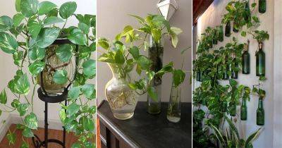 22 Stunning Pothos in Water Ideas - balconygardenweb.com