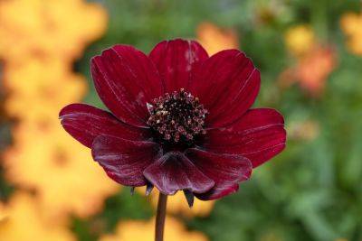 This Fall-Blooming Perennial Will Fill Your Garden With A Sweet Chocolate Aroma And Rich Color - southernliving.com - Mexico