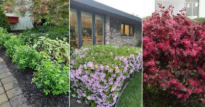 20 Best Boxwood Alternatives that Thrive and Grow like Them - balconygardenweb.com