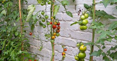 How to Ripen Tomatoes - gardenersworld.com